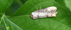 Phalera grotei