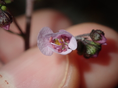 Diplopeltis huegelii