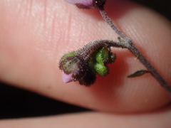 Diplopeltis huegelii