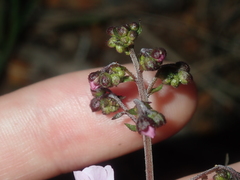 Diplopeltis huegelii