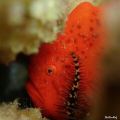 Antennatus tuberosus