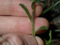 Diplopeltis huegelii