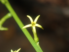 Tripterococcus brunonis