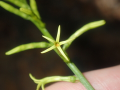 Tripterococcus brunonis