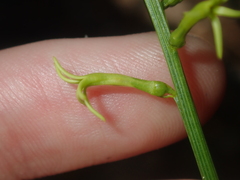 Tripterococcus brunonis