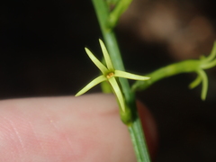 Tripterococcus brunonis