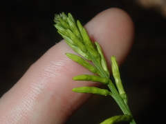 Tripterococcus brunonis