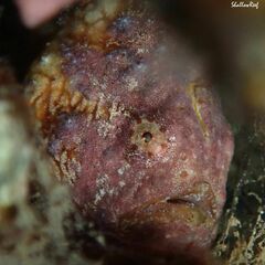 Antennatus tuberosus