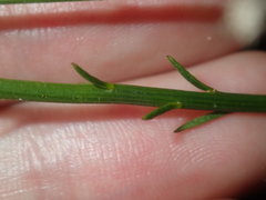 Tripterococcus brunonis