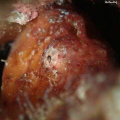 Antennatus tuberosus