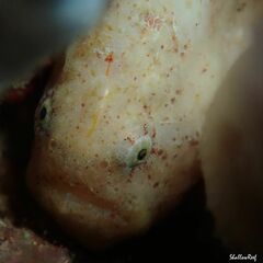 Antennatus tuberosus