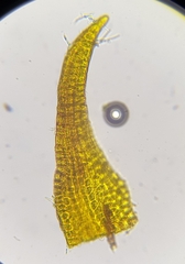 Andreaea rothii falcata