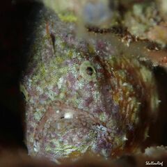 Antennatus tuberosus