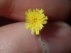 Podolepis capillaris