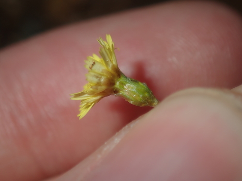Image of Siemssenia capillaris by (c) Thomas Mesaglio, some rights reserved (CC BY)