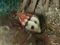 Mitridae