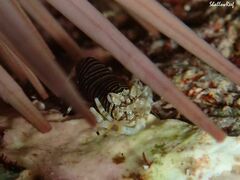 Gnathophyllum americanum