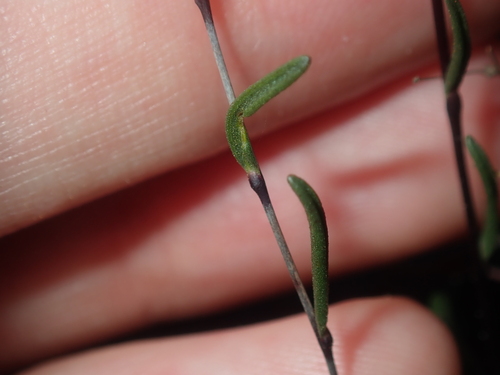 Image of Siemssenia capillaris by (c) Thomas Mesaglio, some rights reserved (CC BY)