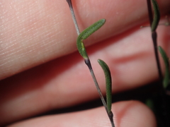 Podolepis capillaris