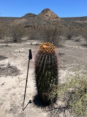 Ferocactus emoryi rectispinus