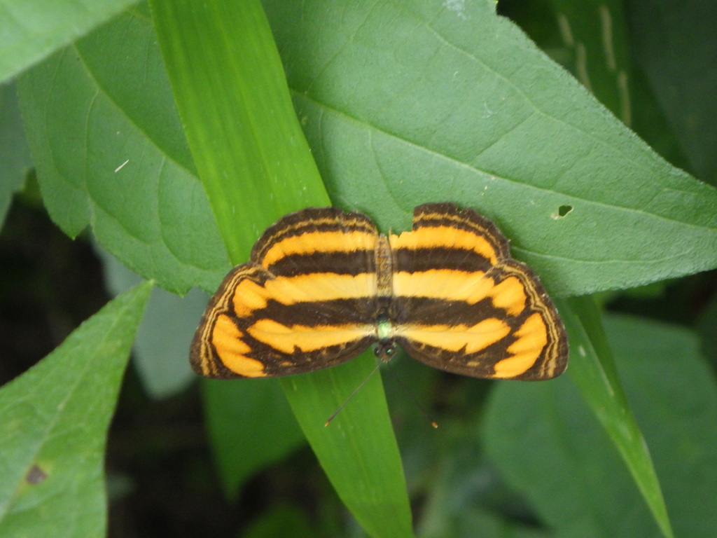Perak Lascar