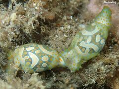 Lamprohaminoea cymbalum