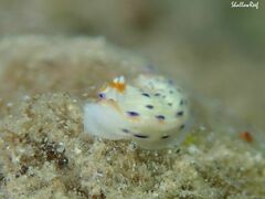 Hypselodoris bertschi