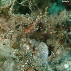 Lambrachaeus ramifer