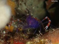 Stenopus tenuirostris