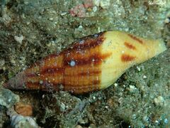 Nebularia incompta