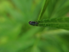 Phyllobius picipes