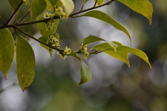 Ilex buergeri