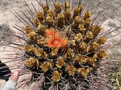 Ferocactus emoryi rectispinus