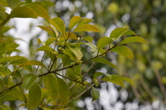 Ilex buergeri
