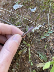 Goodenia cycnopotamica