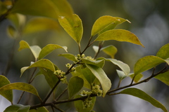 Ilex buergeri