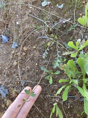 Goodenia cycnopotamica