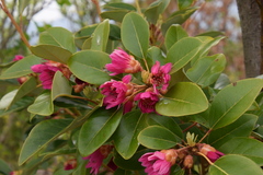 Rhodoleia