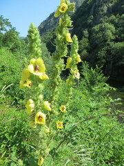 Verbascum