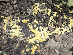 Pachyphlodes annagardnerae