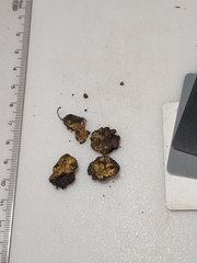 Pachyphlodes annagardnerae