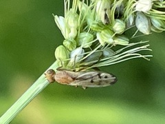 Opomyza florum