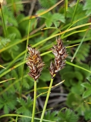 Carex enervis