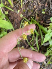 Anticlea occidentalis