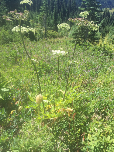 Lyall's angelica (Angelica arguta)