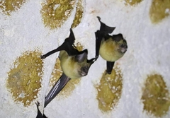 Hipposideros lekaguli