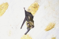 Hipposideros lekaguli