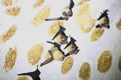 Hipposideros lekaguli