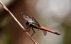 Protorthemis coronata