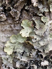 Platismatia norvegica